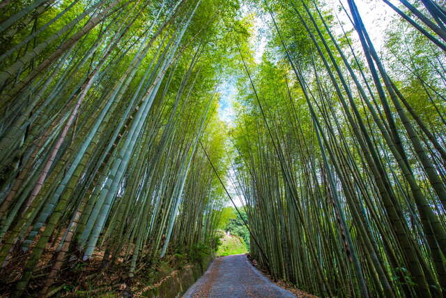 新屋綠色隧道海景