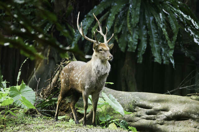 臺北市立動物園
